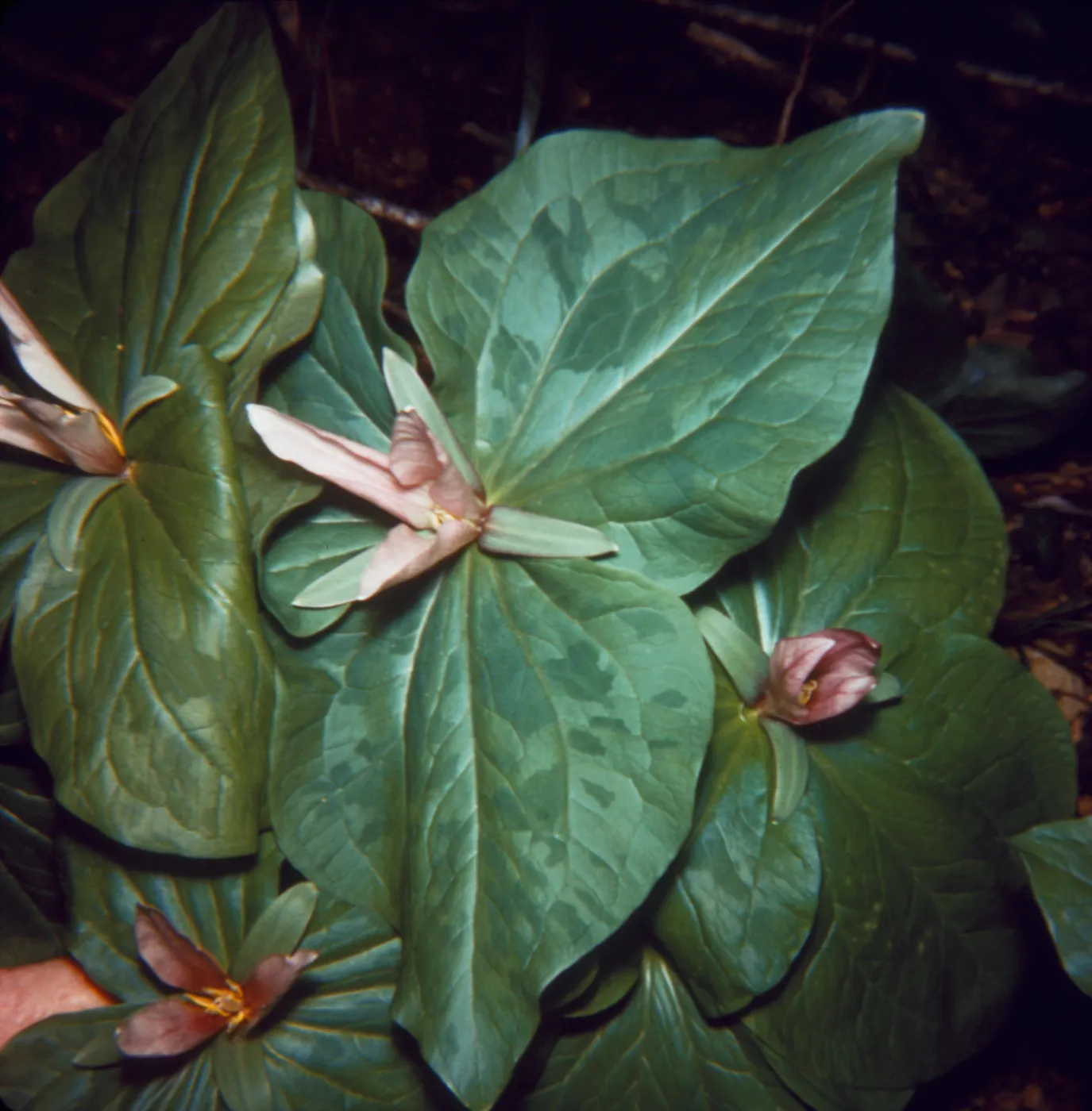 Trillium chloropetalum