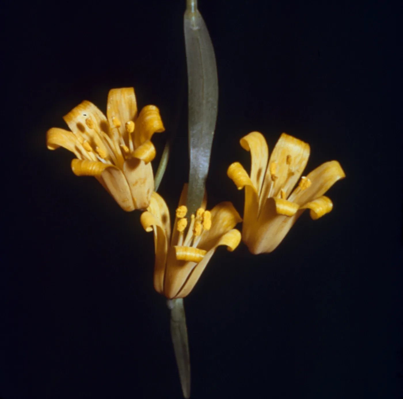 Fritillaria recurva, yellow form