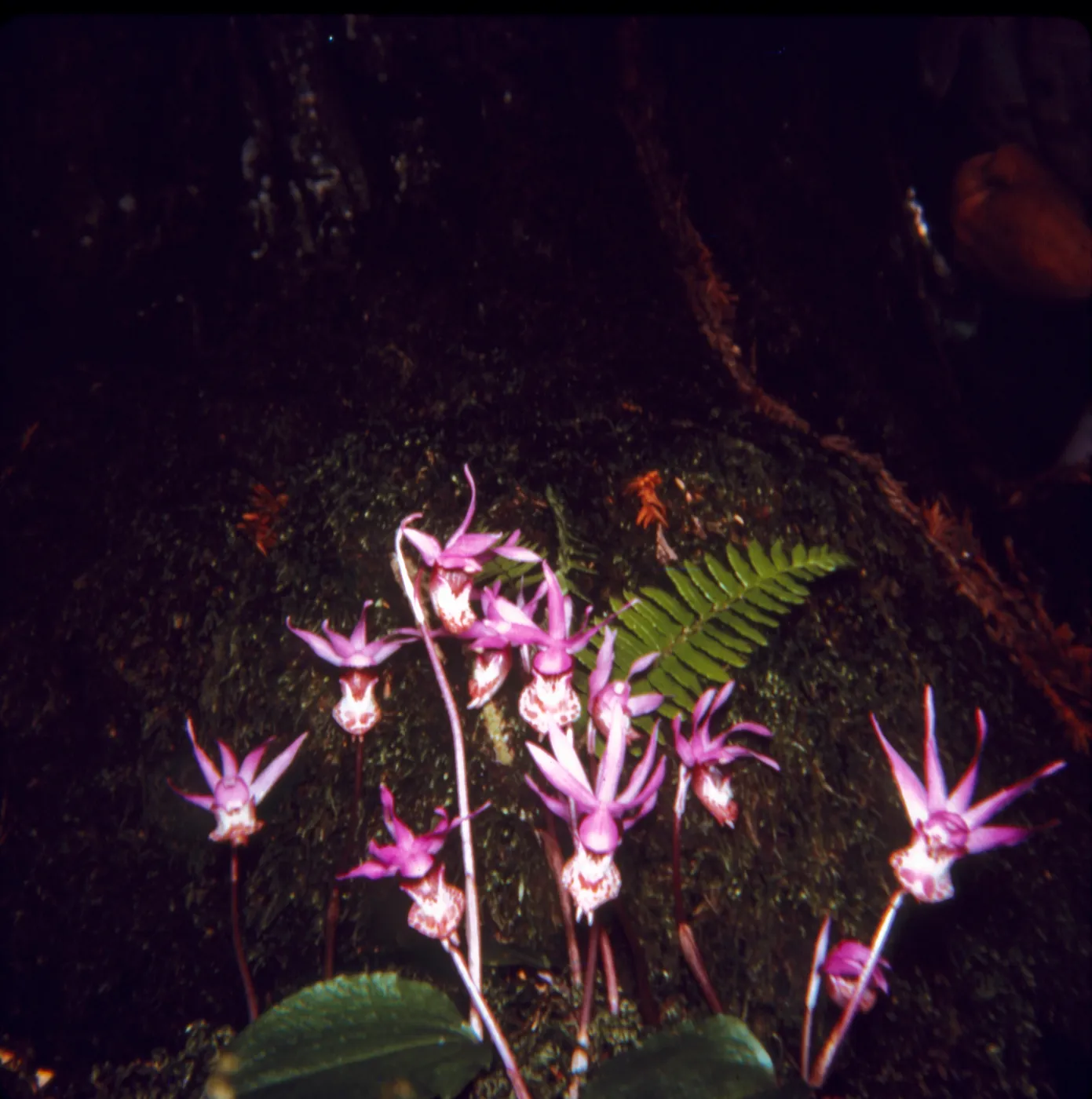 Calypso bulbosa
