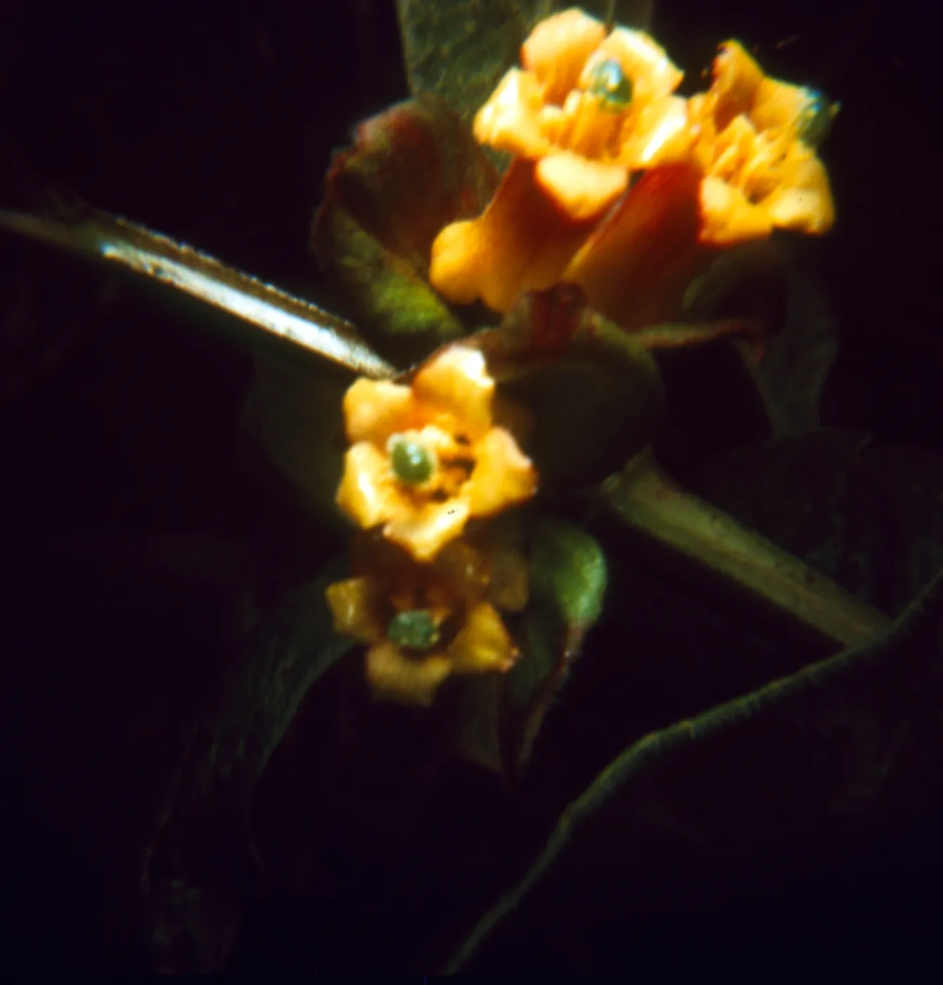 Lonicera involucrata (Twinberry)