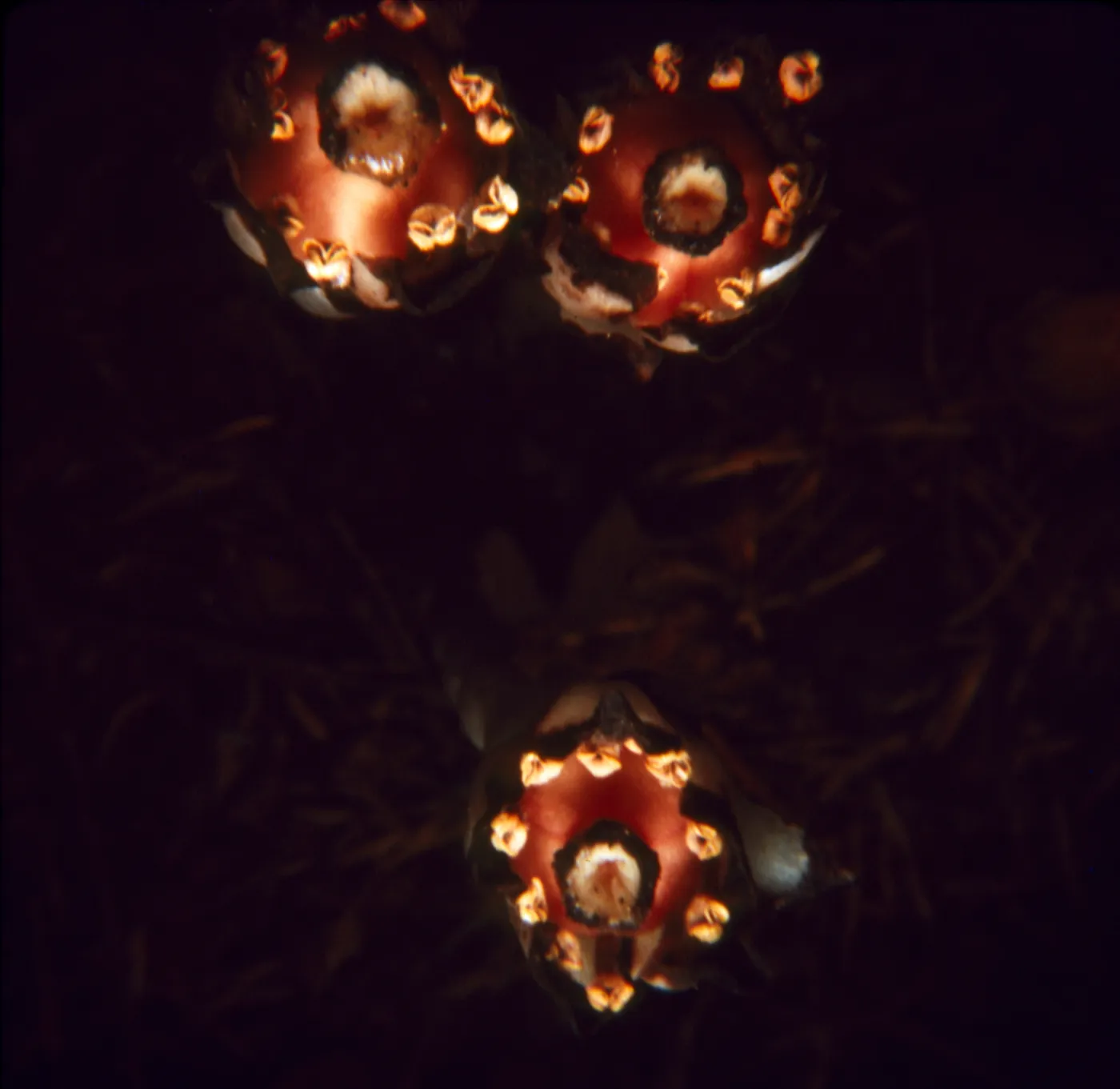 Monotropa uniflora (fruit)