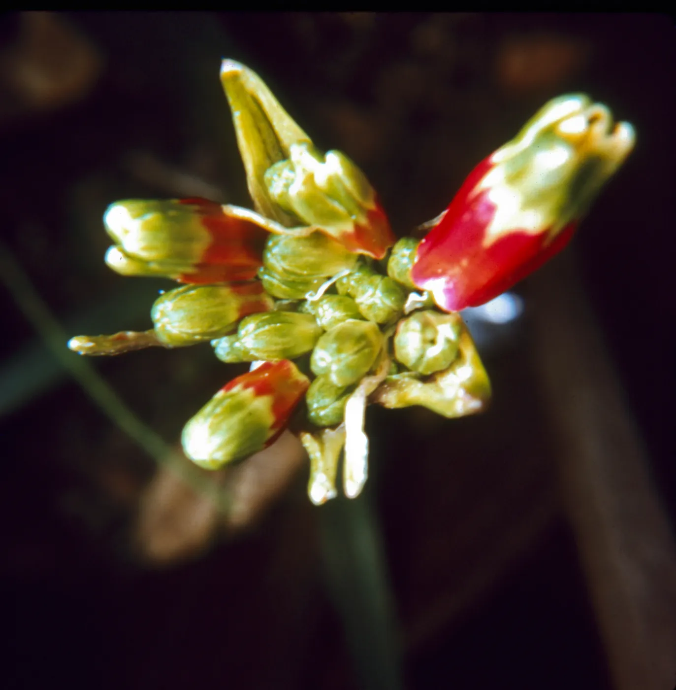 Brodiaea ida-maia (Fire-Cracker flower)