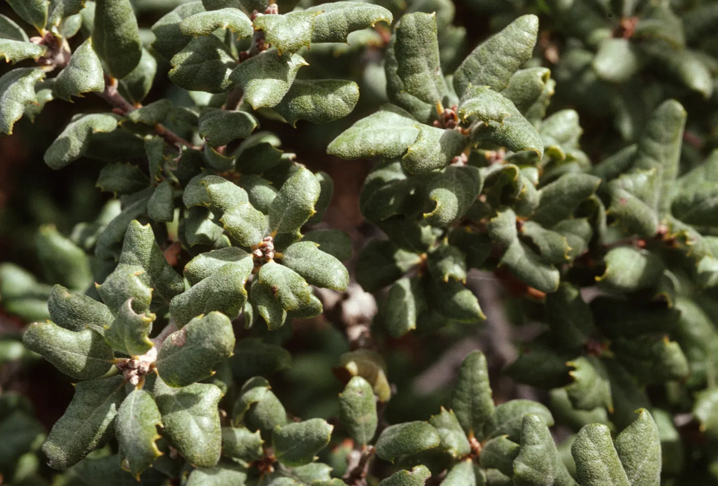Quercus durata, Irish Hills