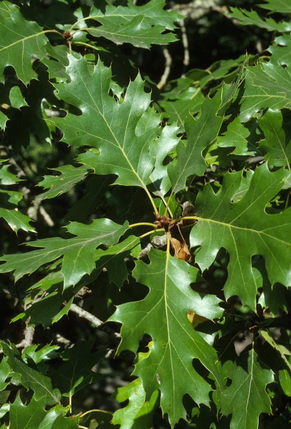 Quercus garryana
