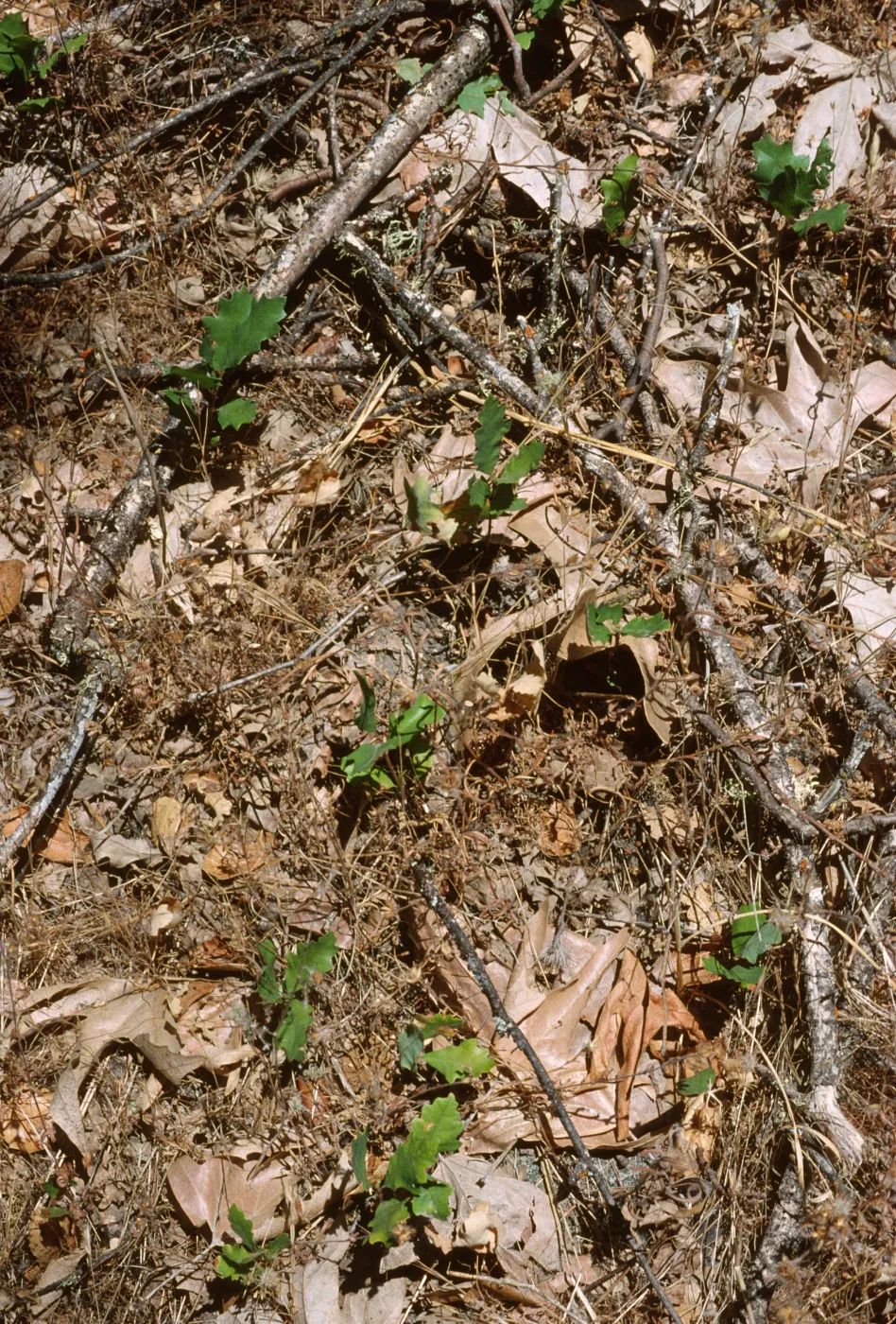 Quercus lobata seedlings, Fort Hunter-Liggett