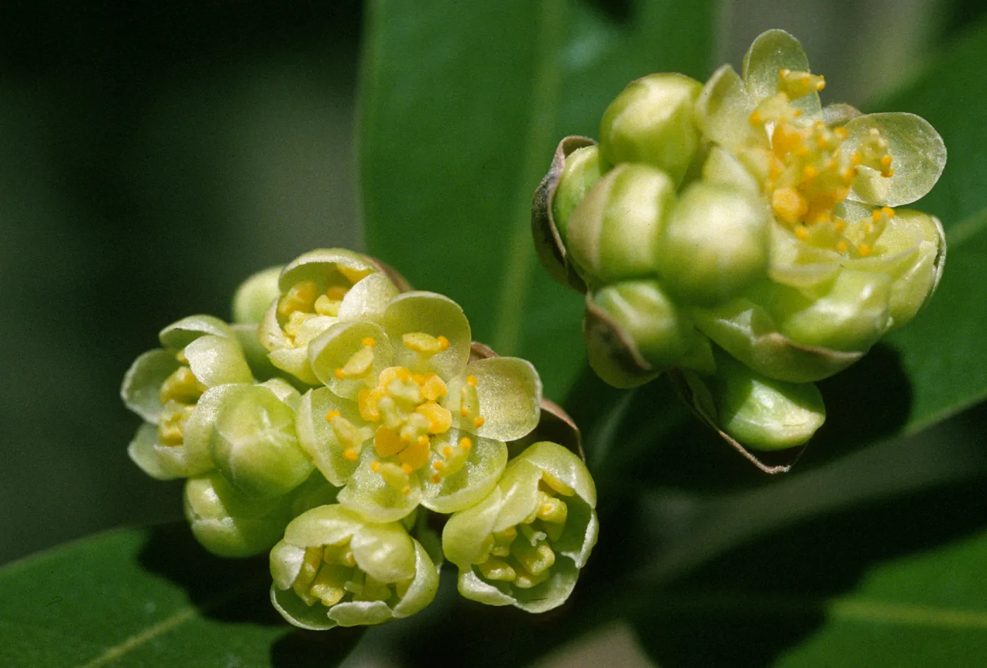 Umbellularia californica