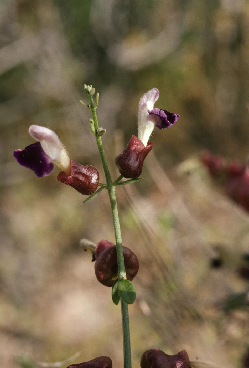 Salazaria mexicana