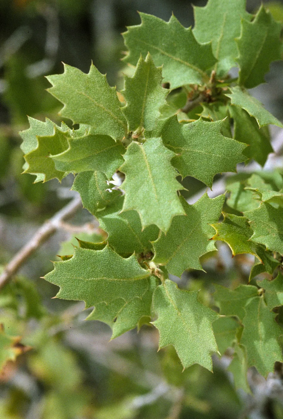 Quercus turbinella