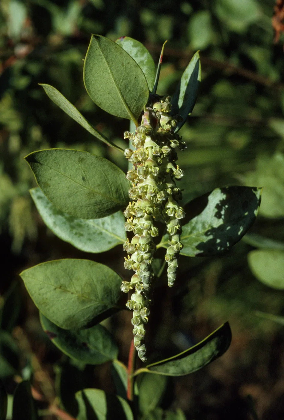 Garrya flavescens garryanceae