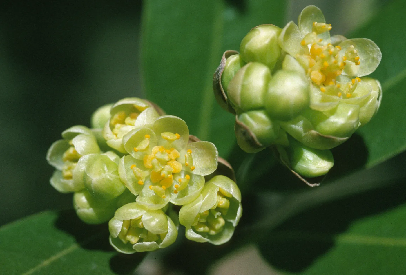 Umbellularia californica