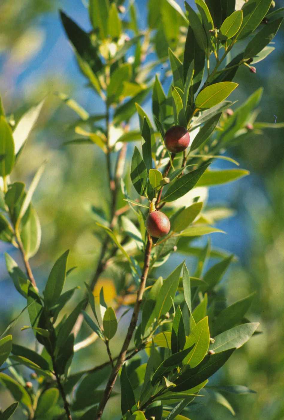 Umbellularia lauraceae