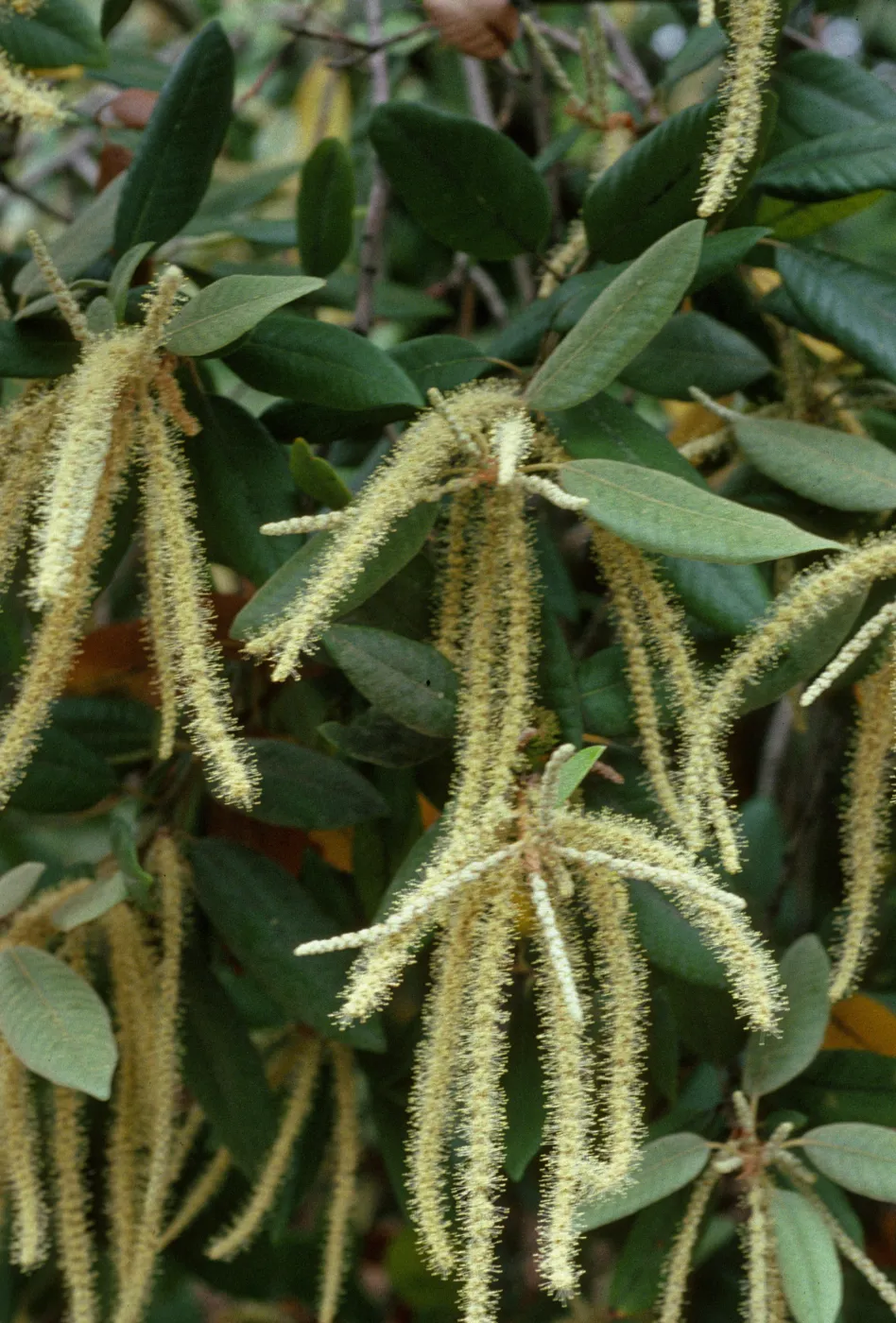 Lithocarpus densiflorus