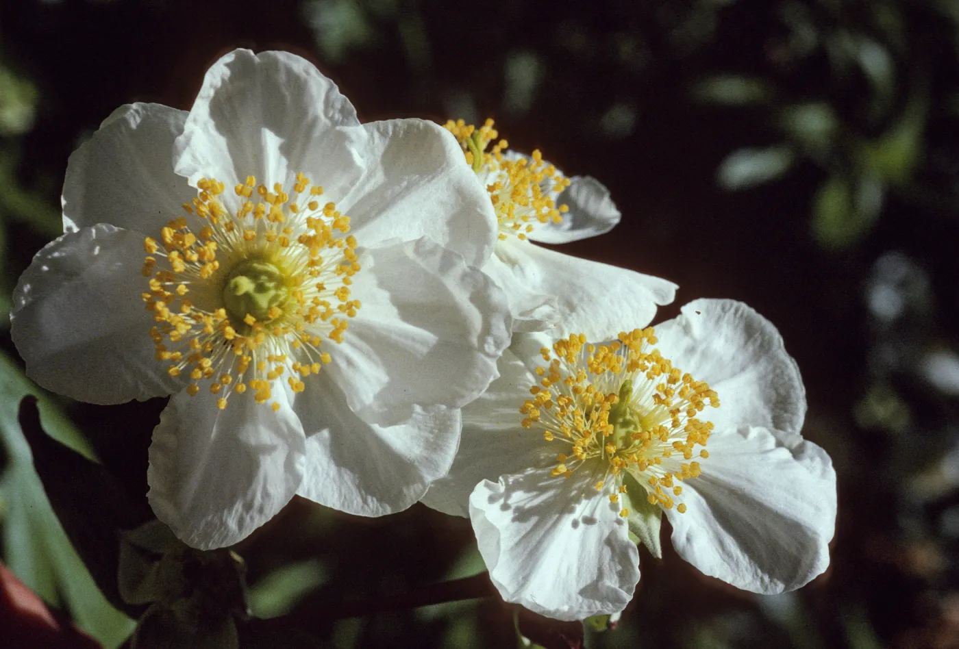 Carpenteria californica