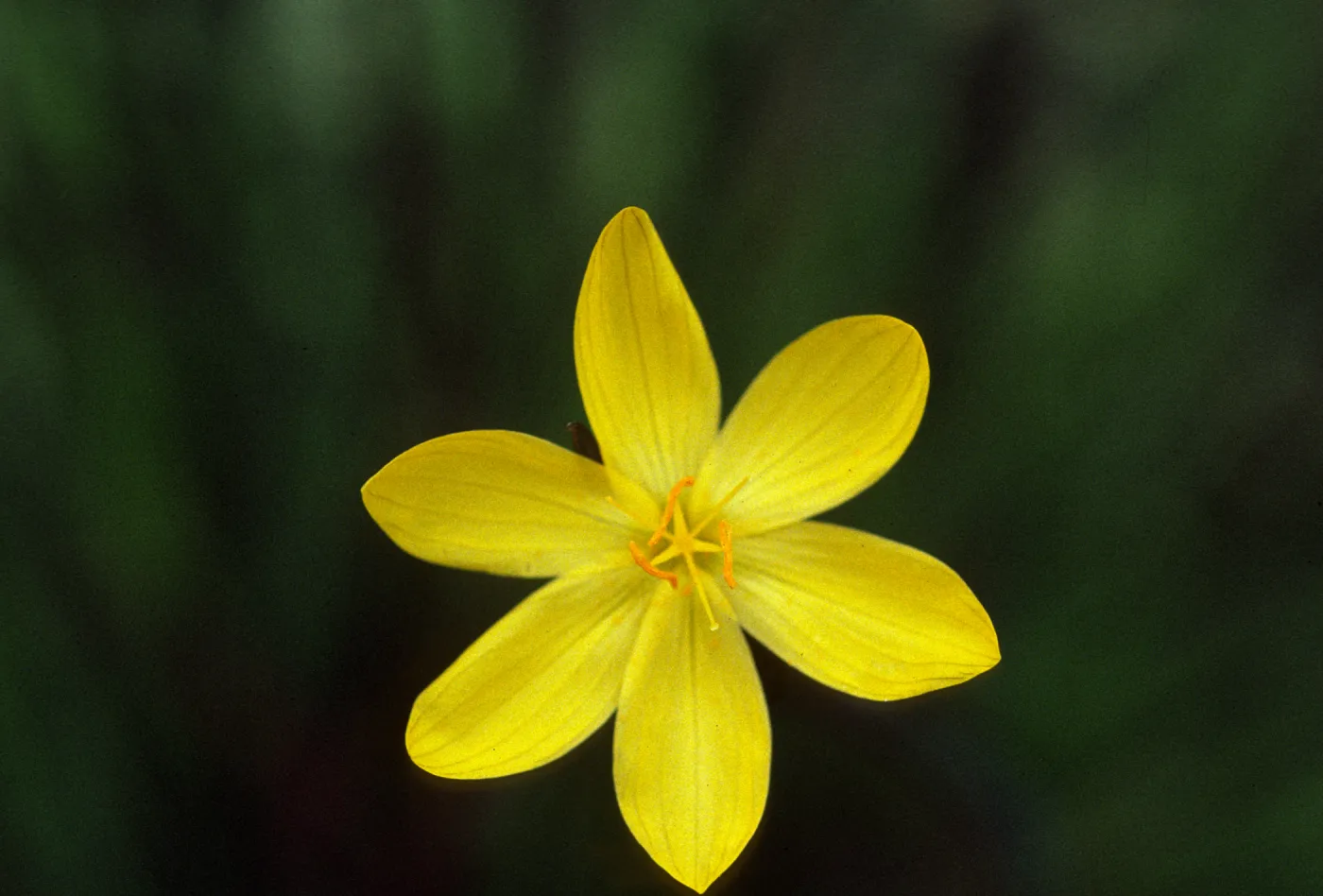 Sisyrinchium californicum