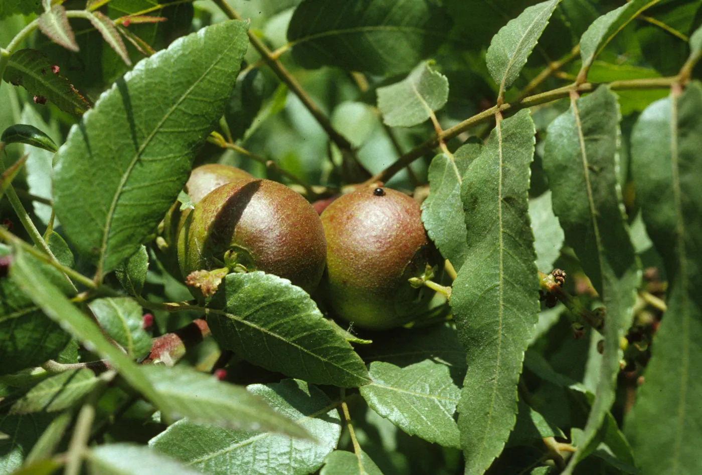 Juglans californica