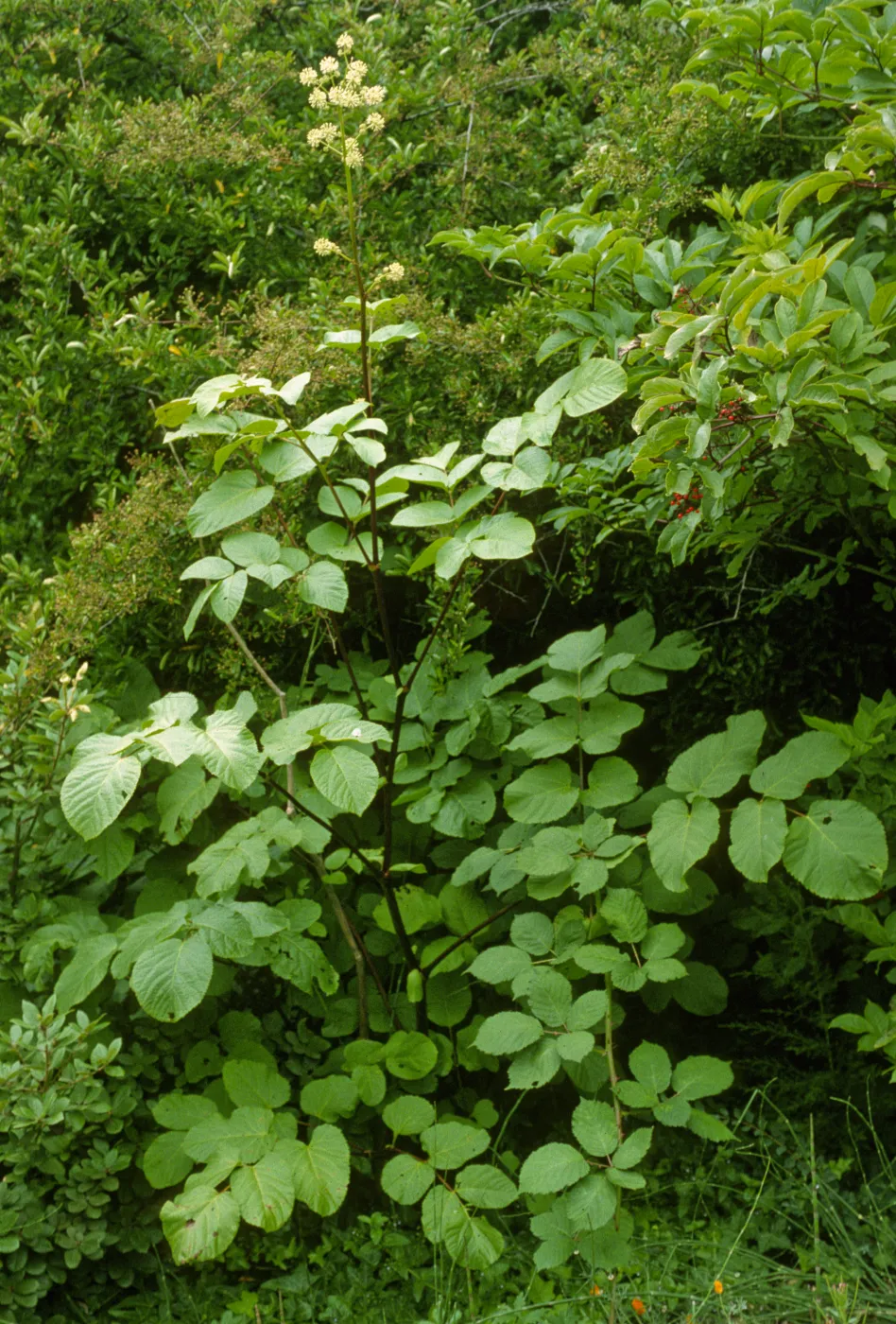 Aralia californica