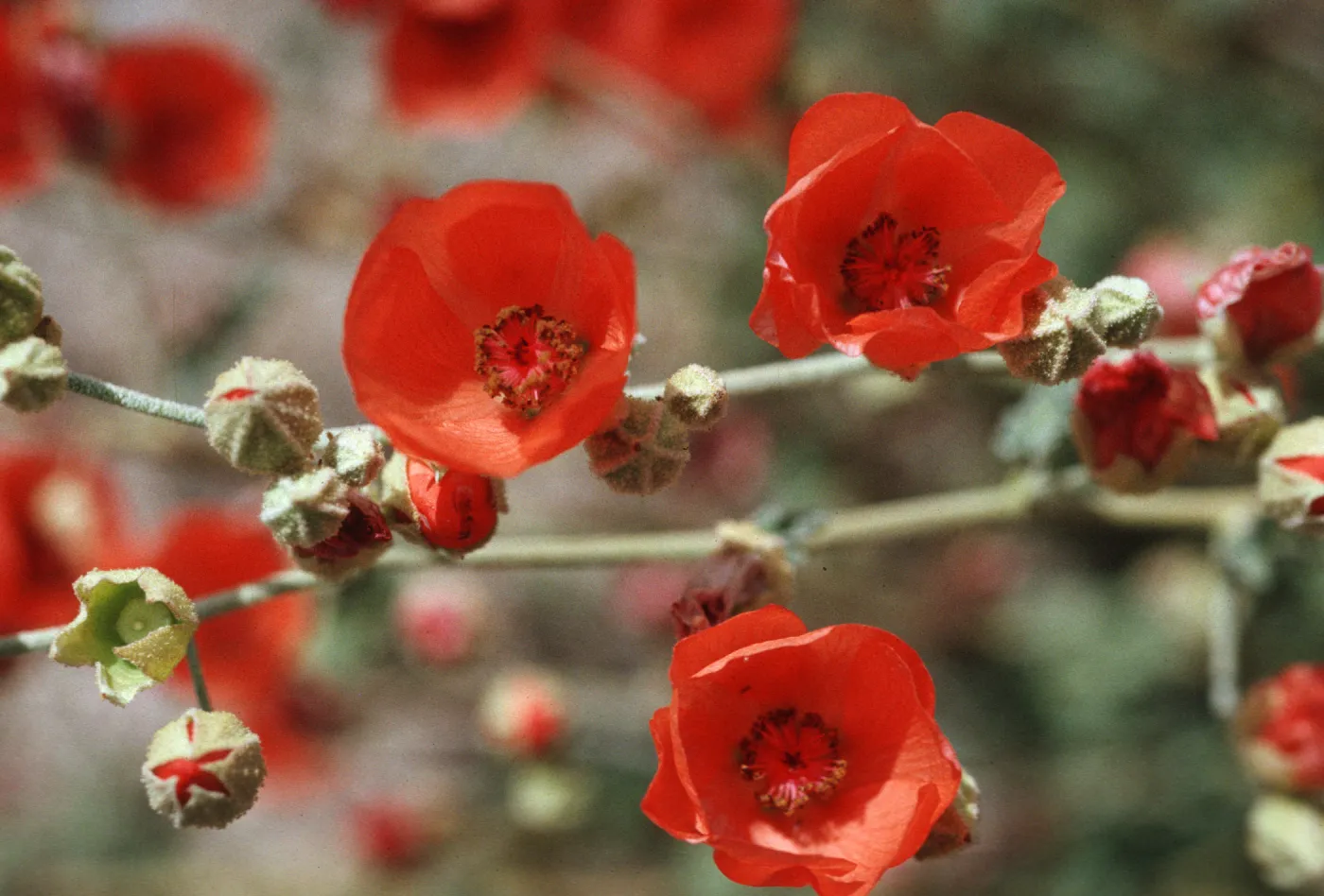 Sphaeralcea