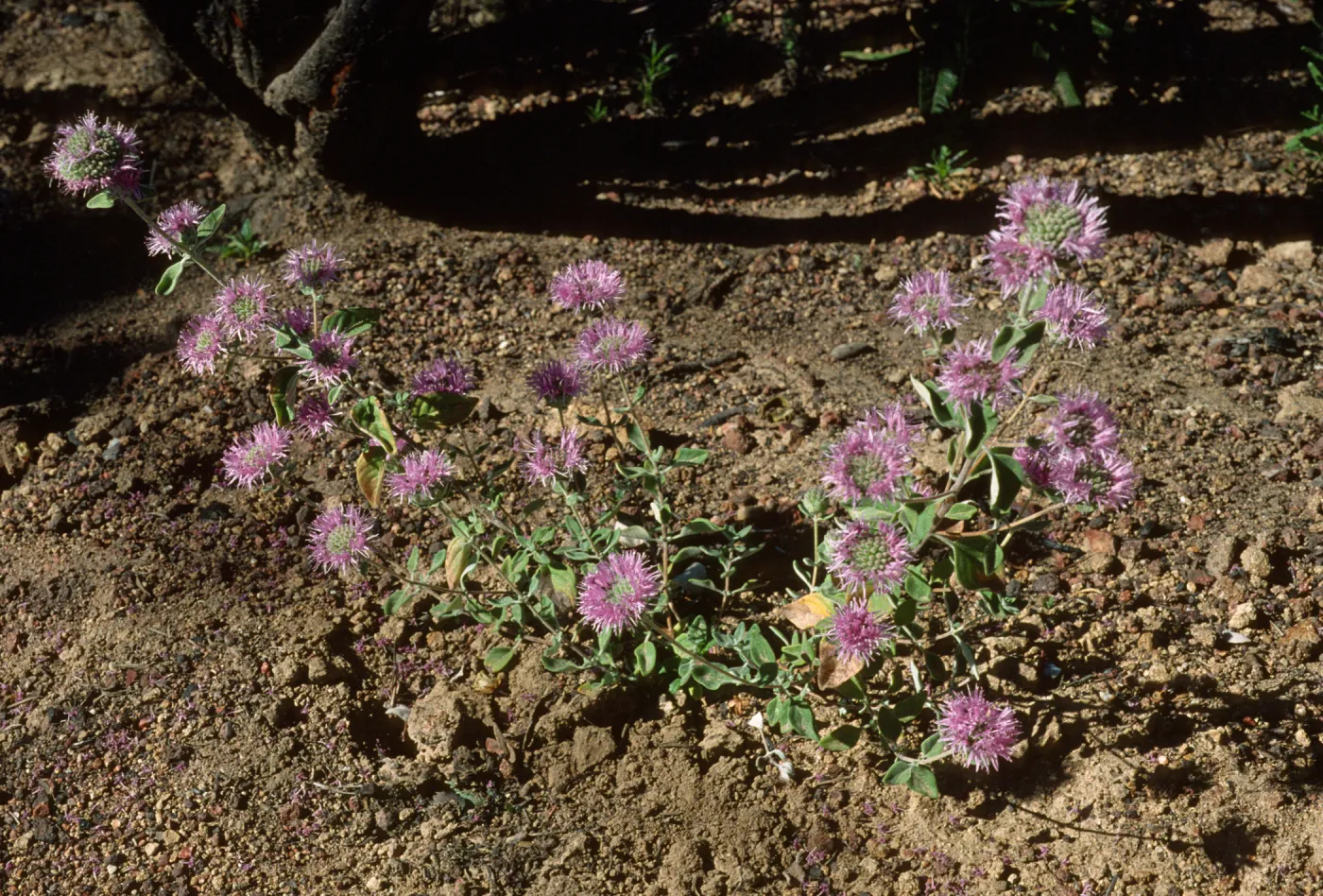 Monardella villosa ssp. obispoensis