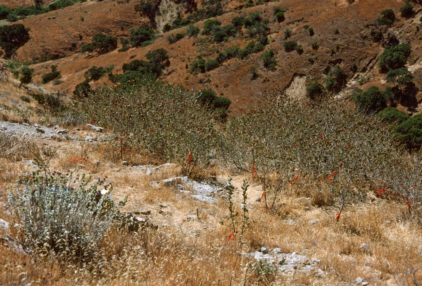 Malacothamnus on Horguela Ridge, Santa Cruz Island