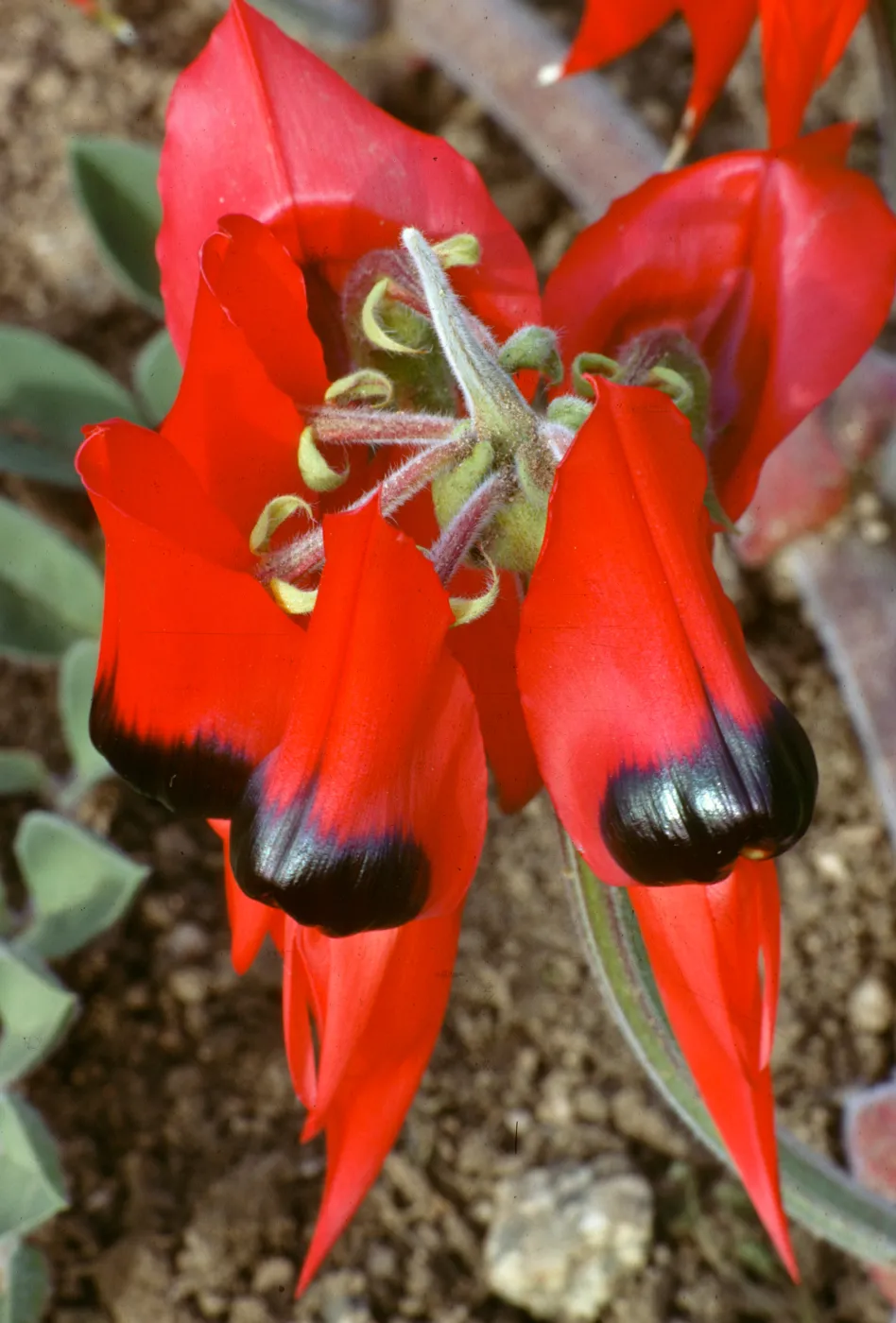 Leguminosae Clianthus