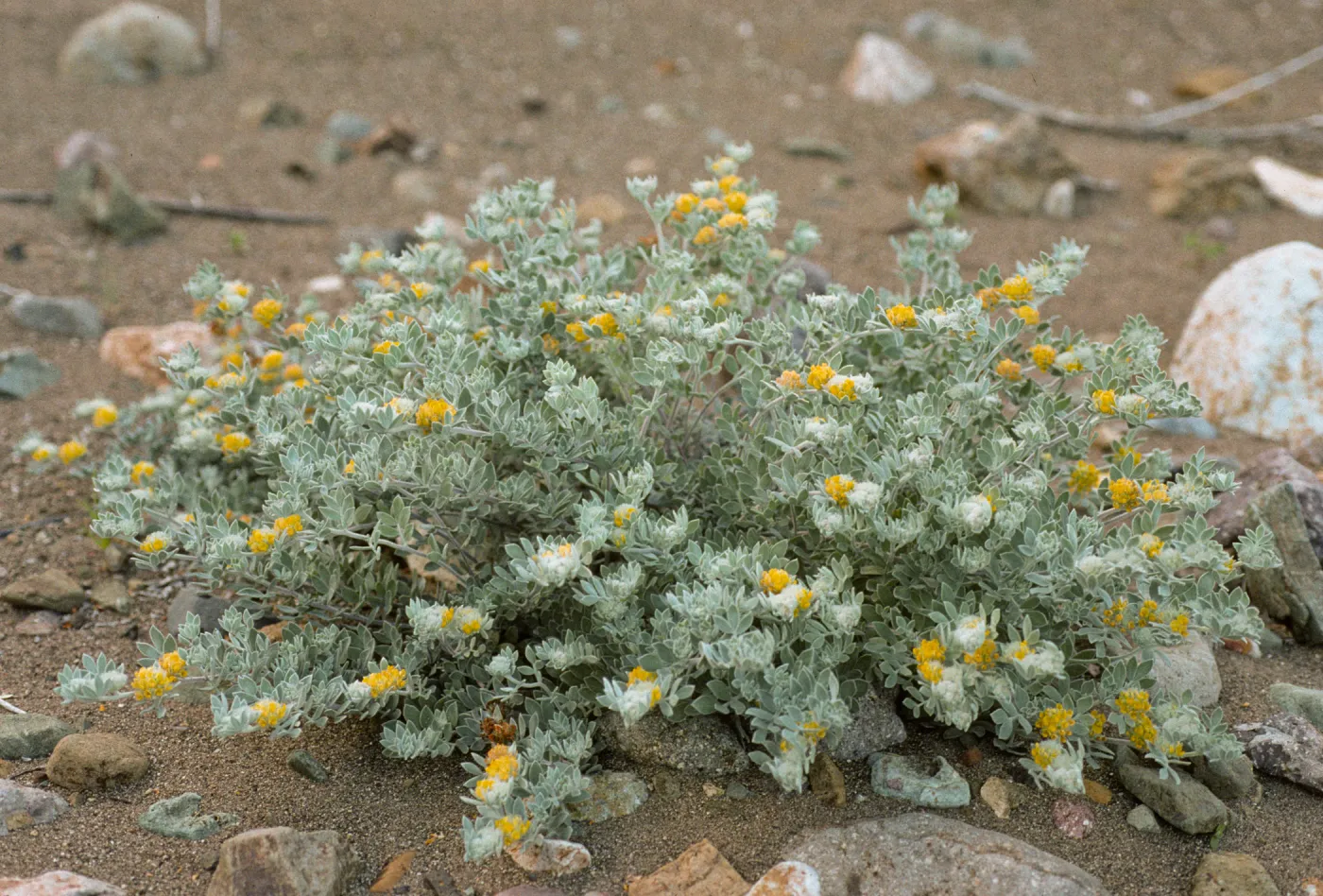 Lotus argophyllus ssp. niveus