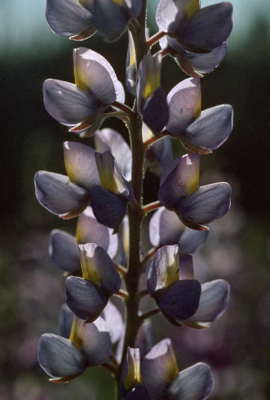 Lupinus albifrons