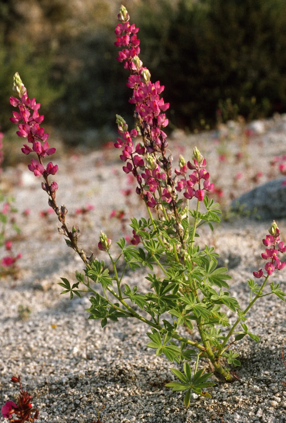 Lupinus arizonicus