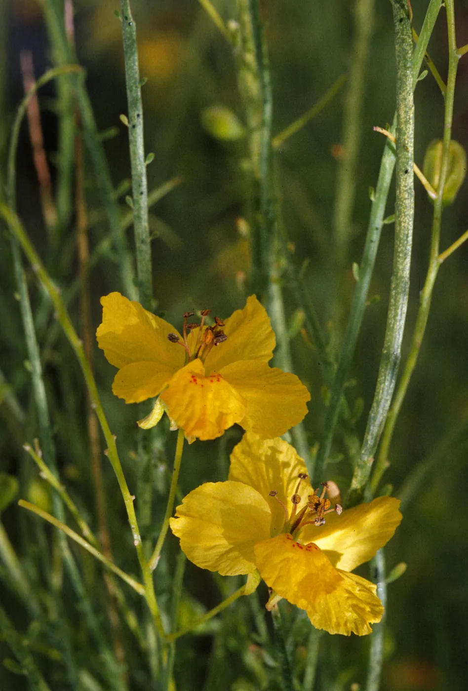 Parkinsonia