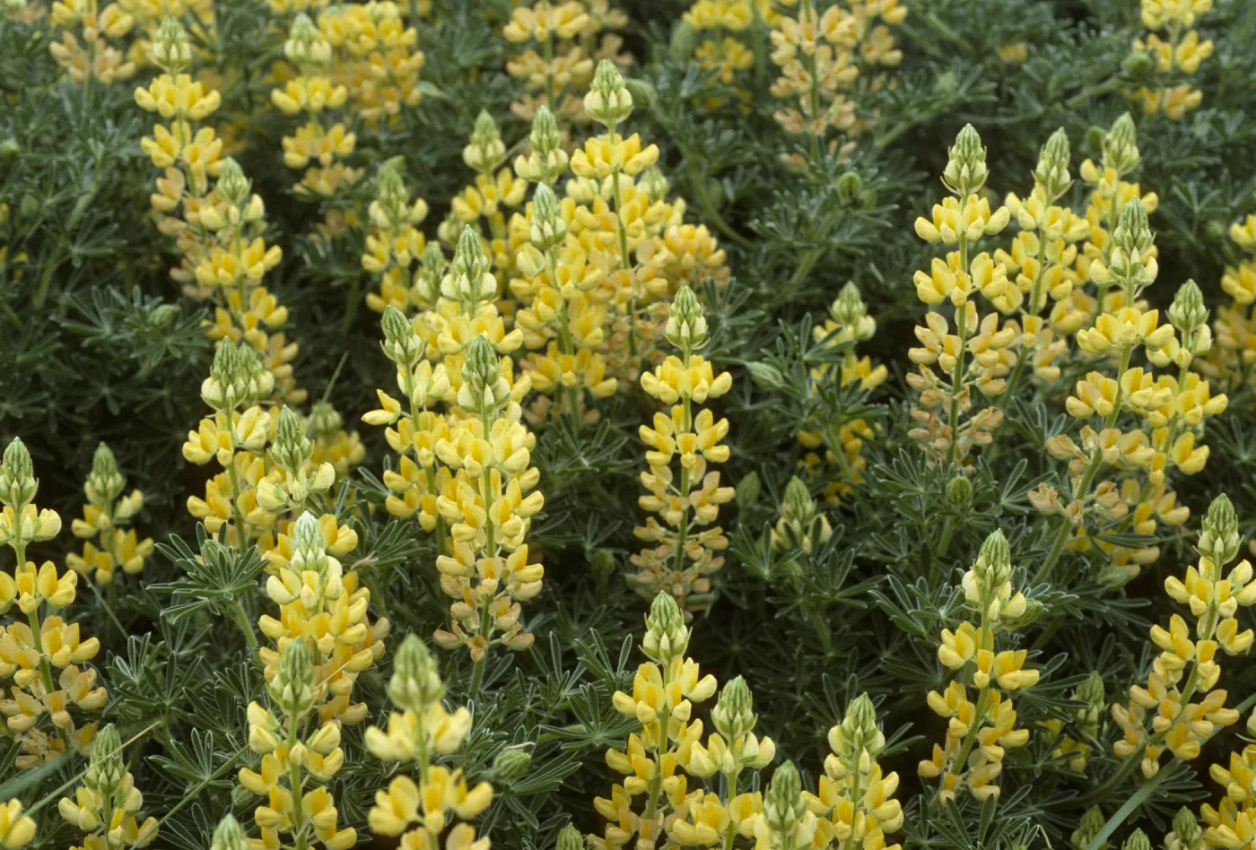 Lupinus arboreus