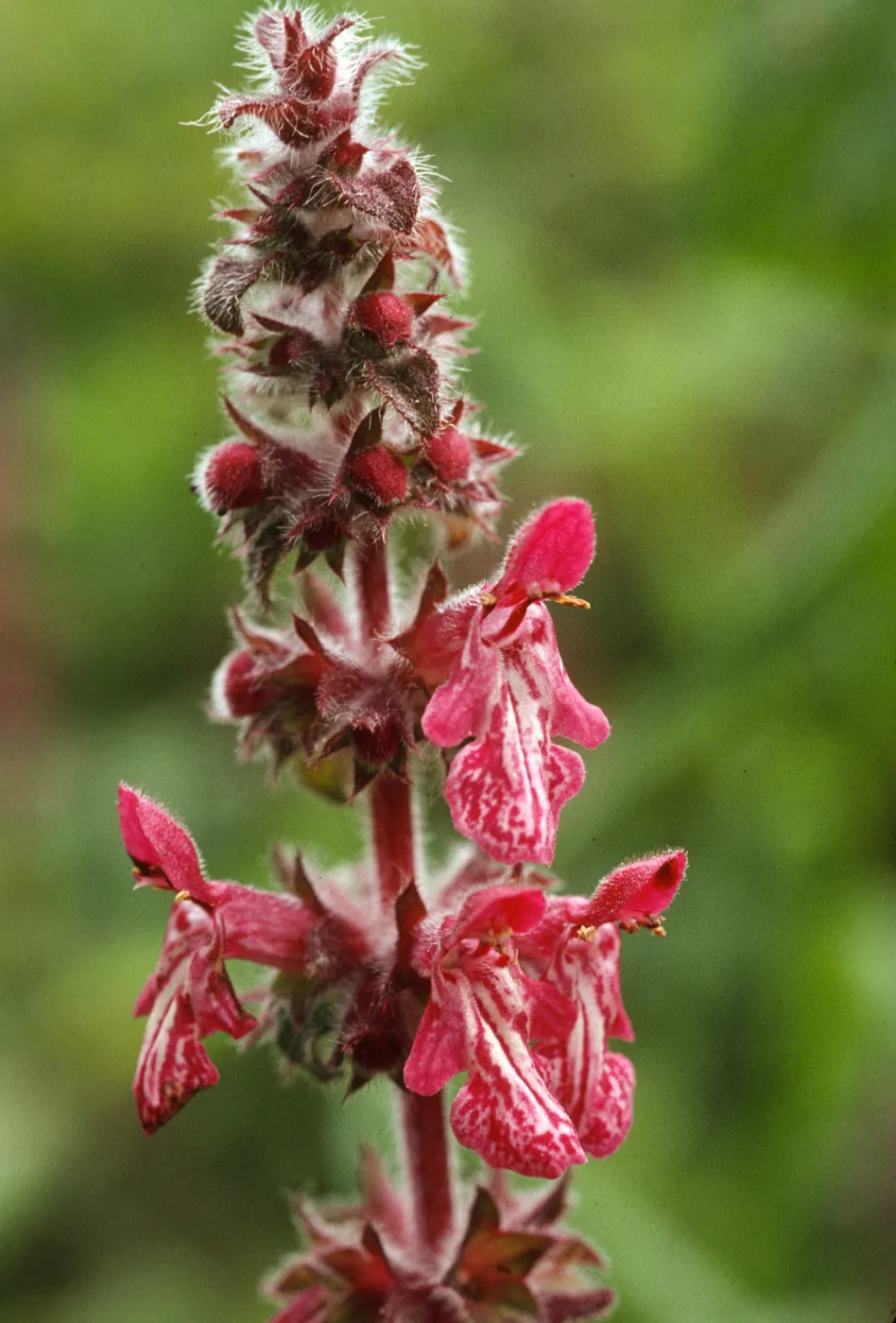 Stachys chamissonis