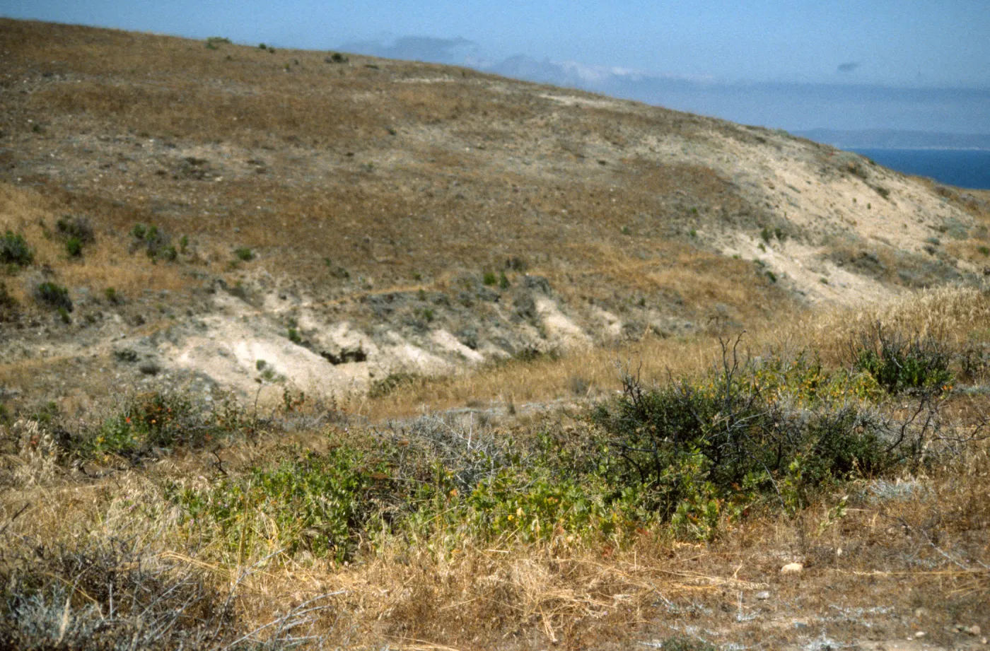 Malacothamnus fasciculatus var. nesioticus colony