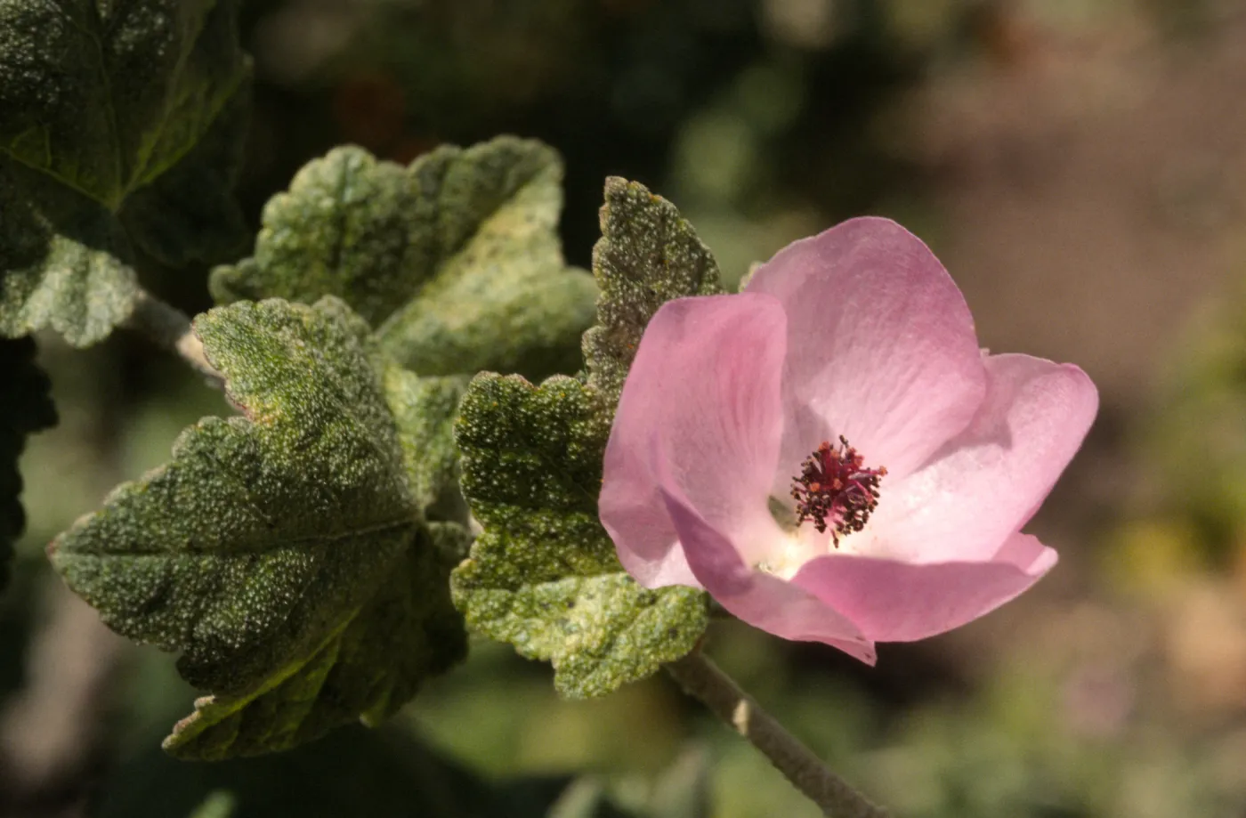 Malacothamnus fasciculatus var. nesioticus