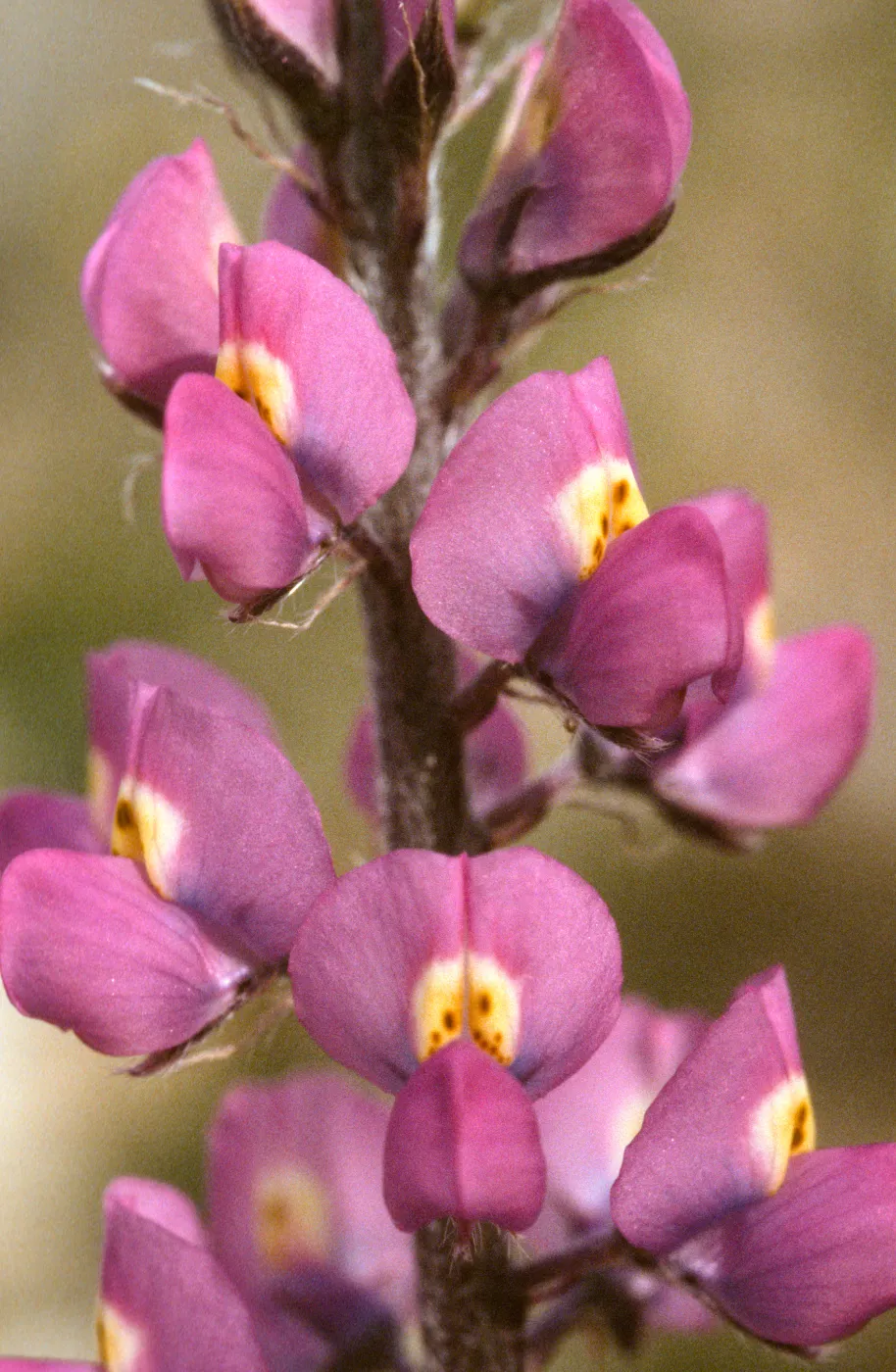 Lupinus arizonicus