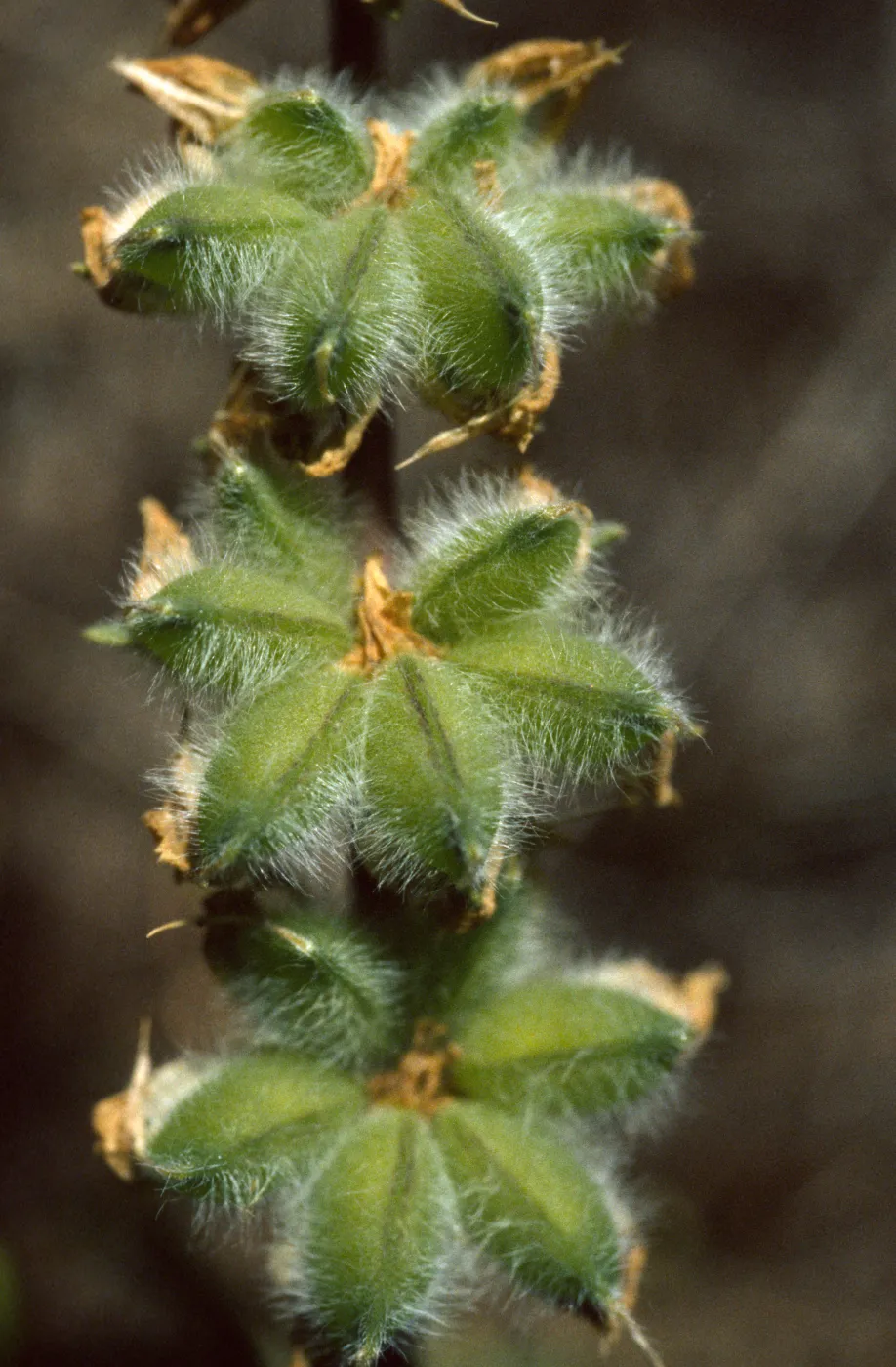 Lupinus densiflorus Fruits