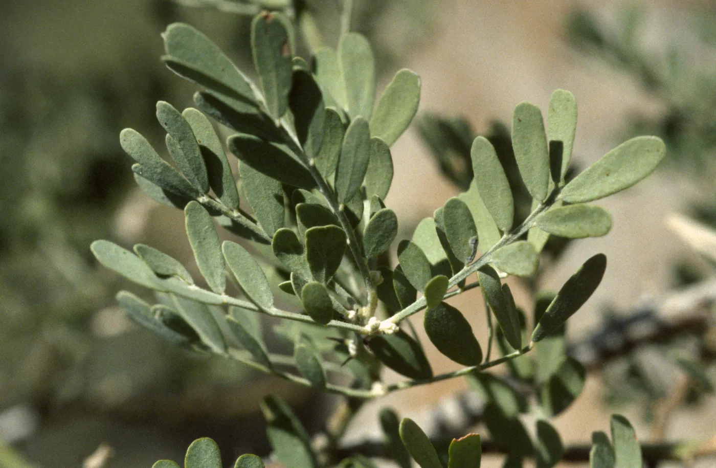 Olneya tesota