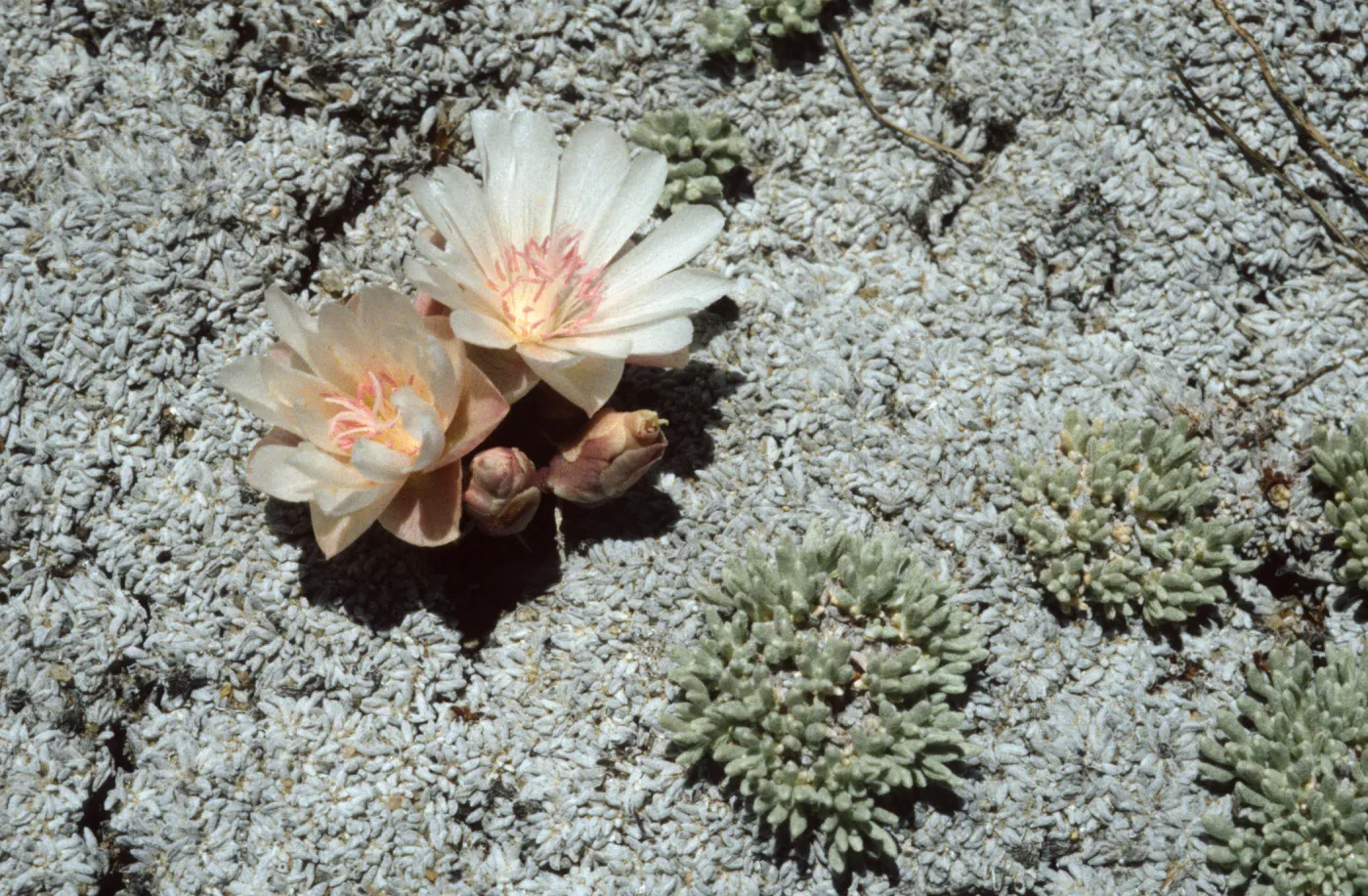 Lewisia rediviva