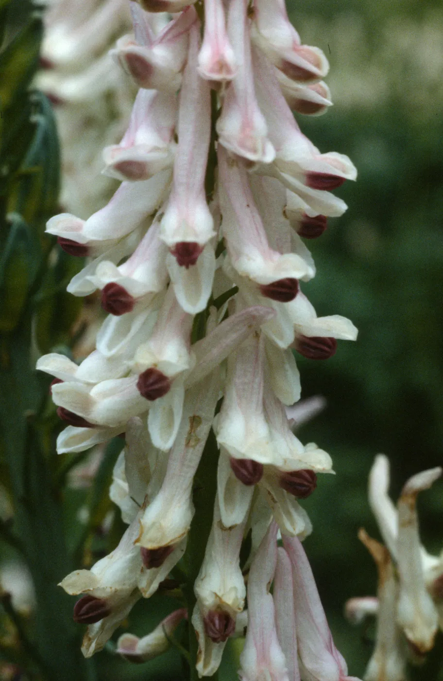 Dicentra