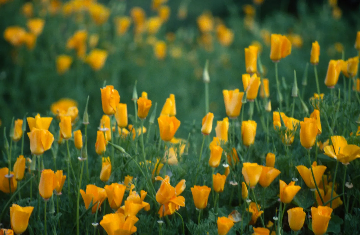 Eschscholzia californica