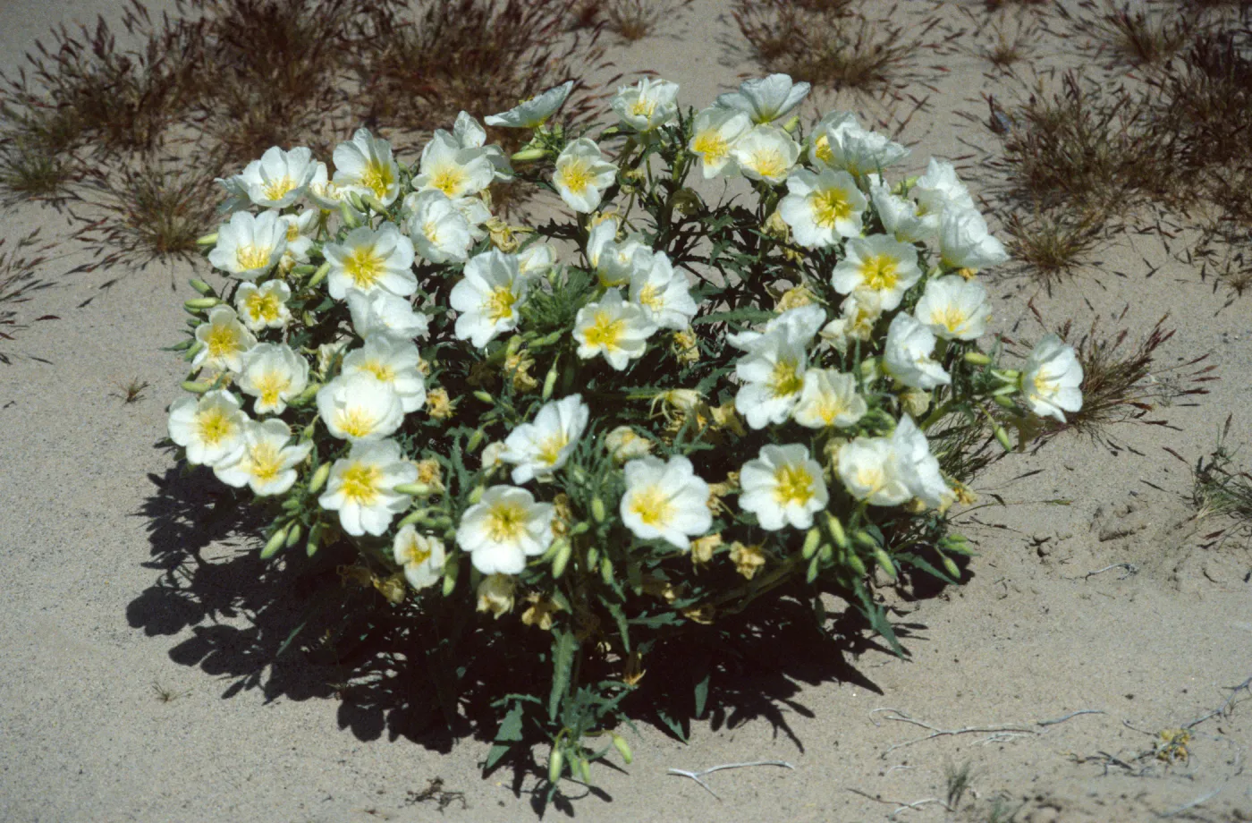 Oenothera californica