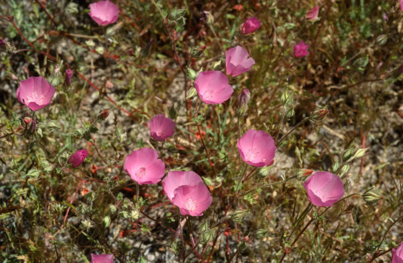 Eremalche parryi ssp. parryi