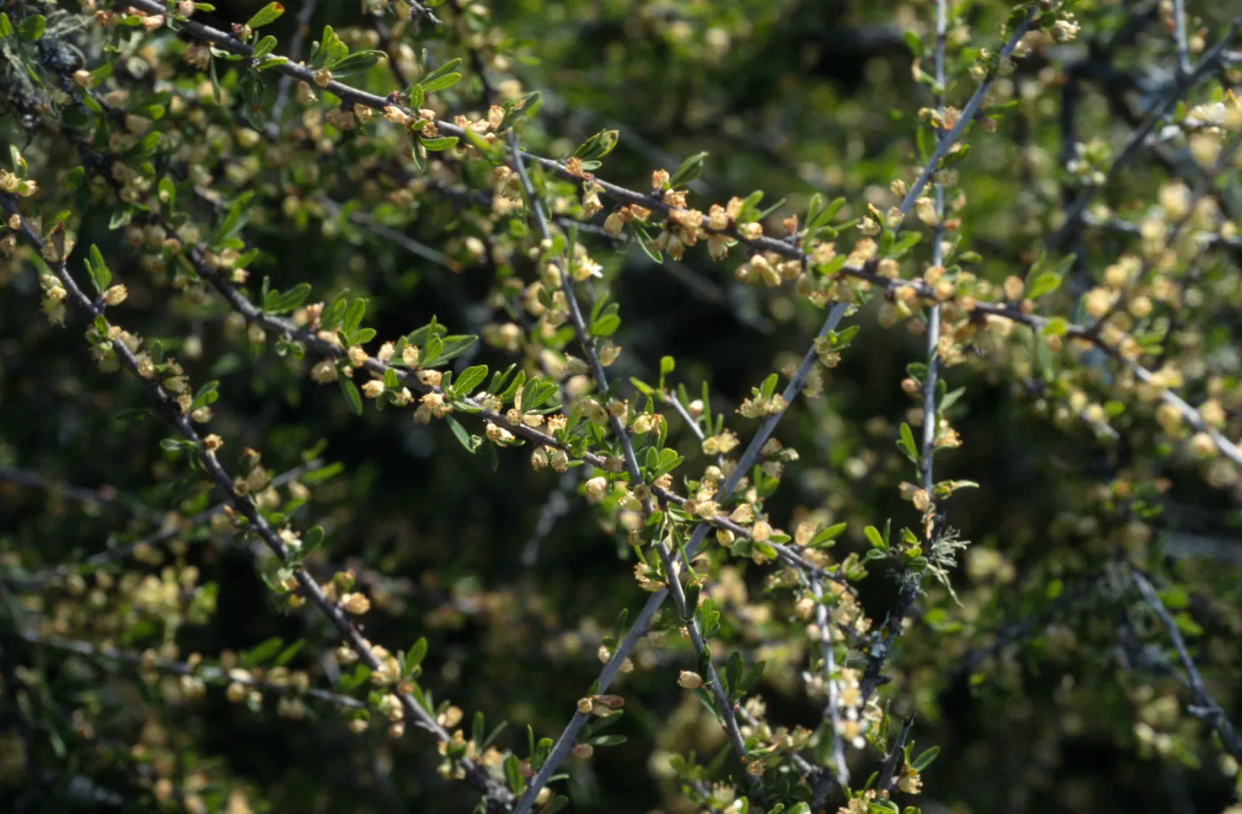 Prunus fasciculata var. punctata