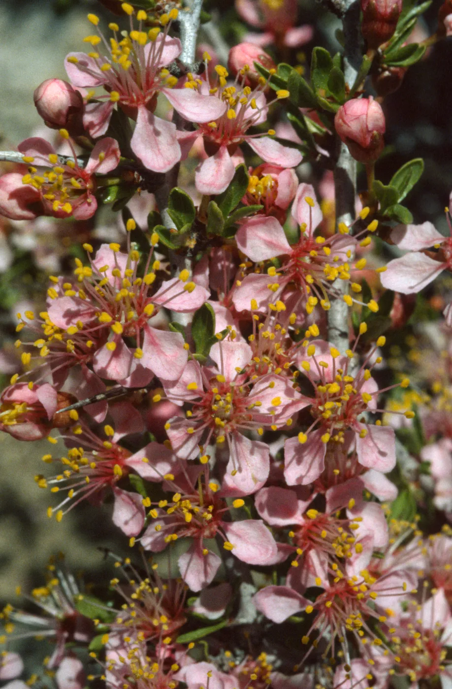Prunus andersonii