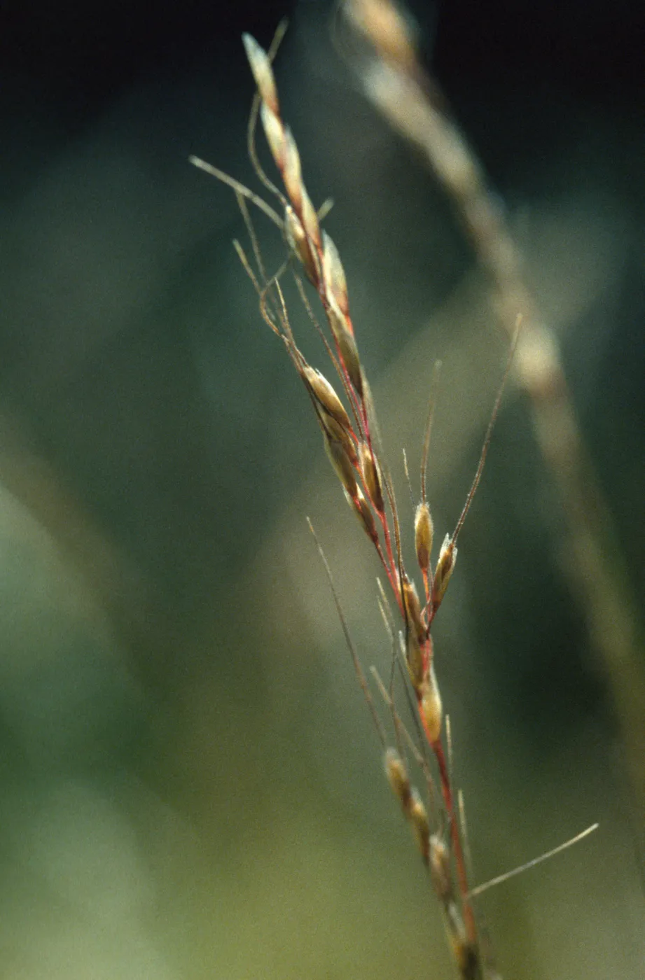 Ptilagrostis kingii