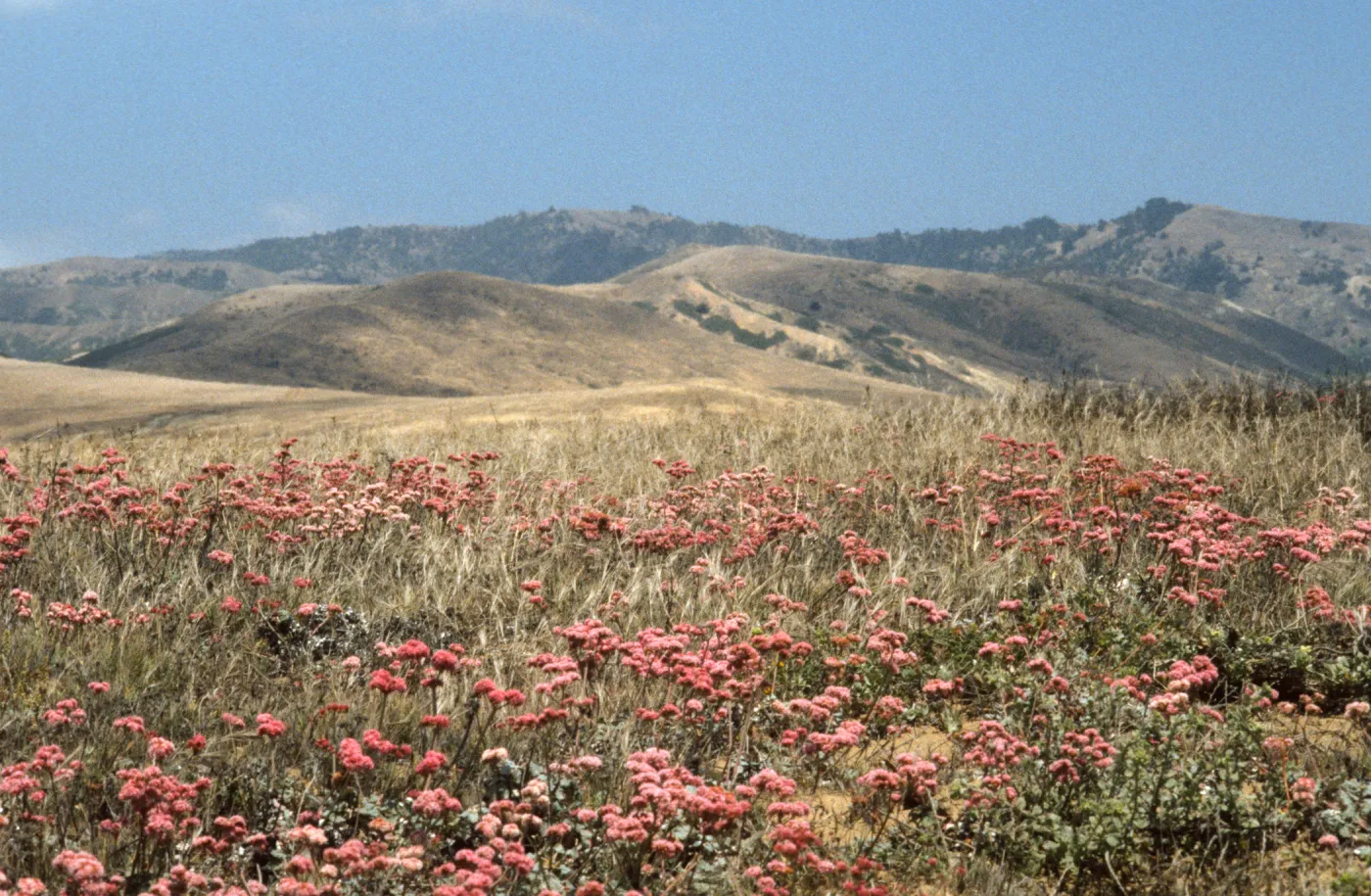 Eriogonum rubescens