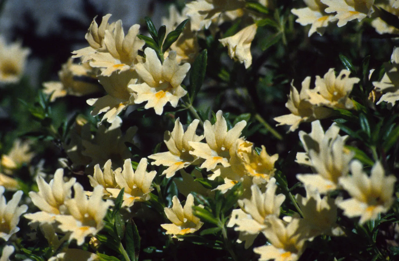 Mimulus bifidus