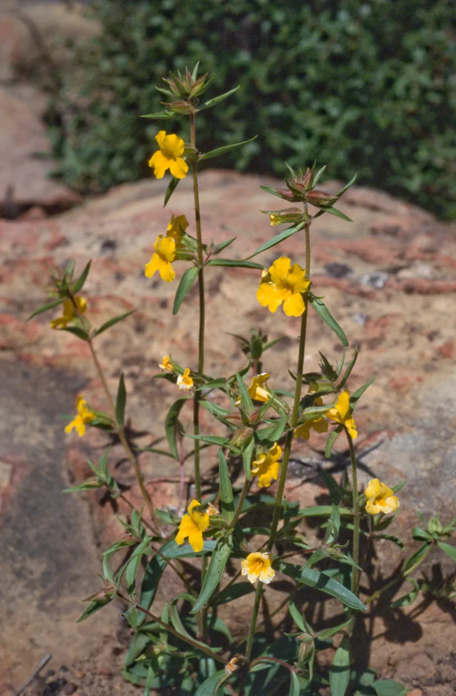 Mimulus brevipes