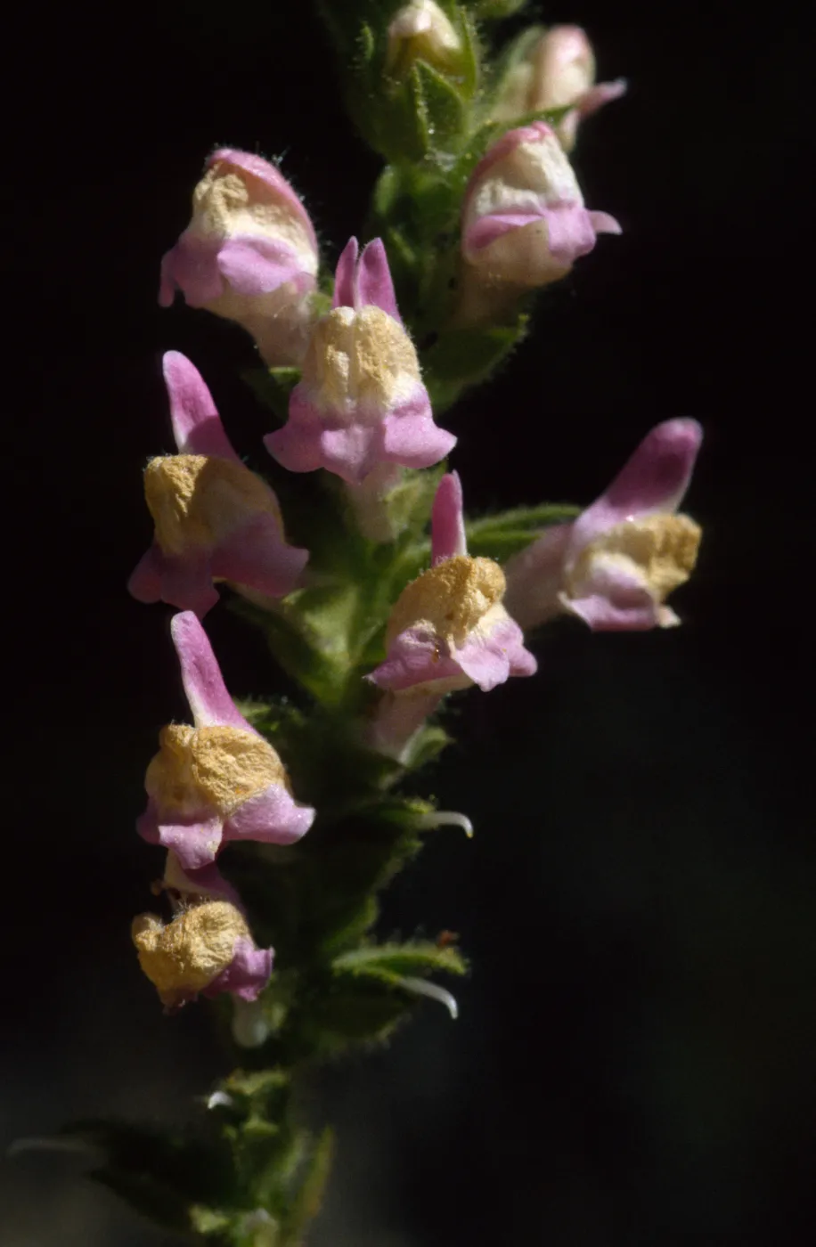 Antirrhinum multiflorum