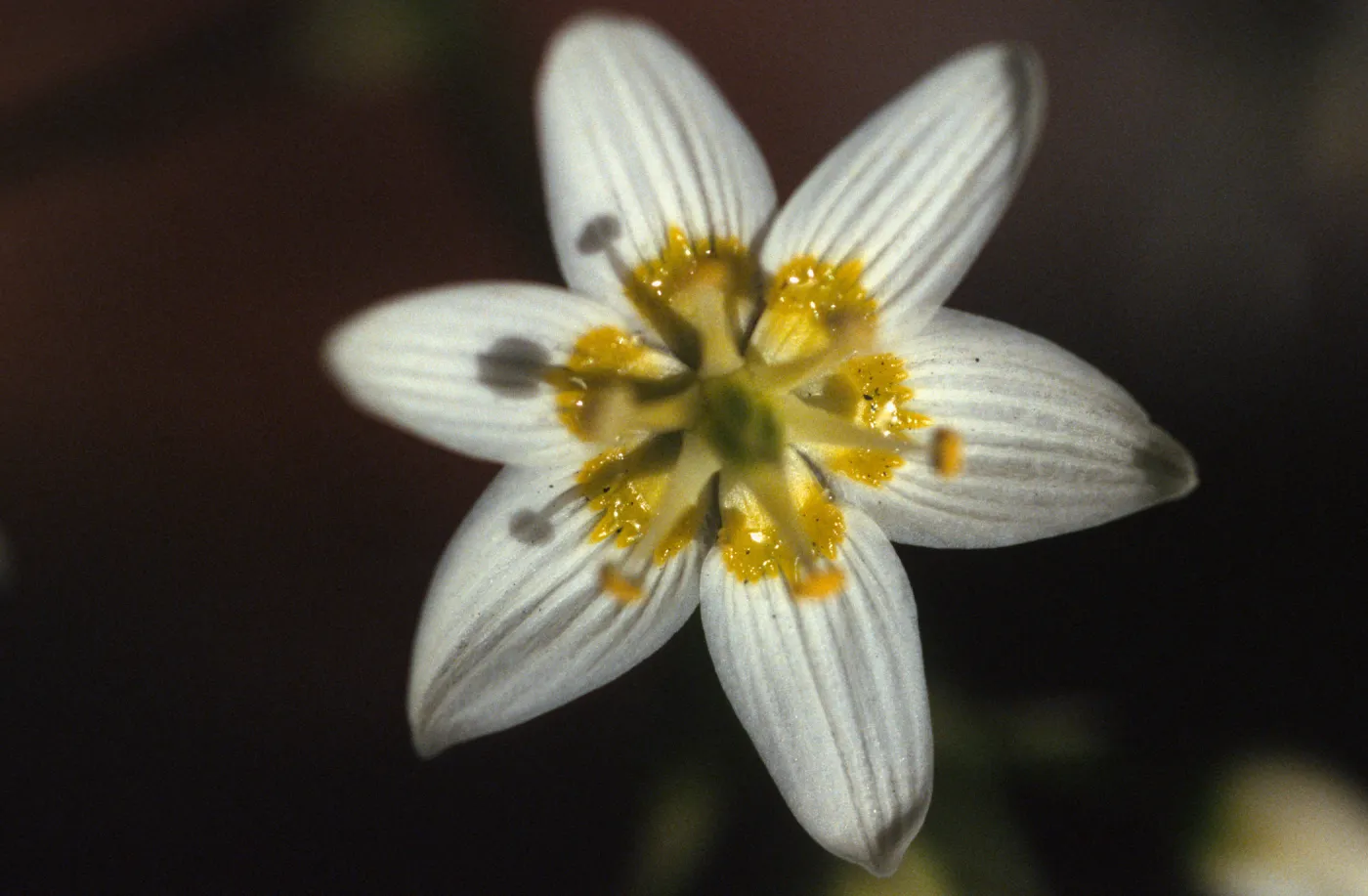 Zigadenus fremontii