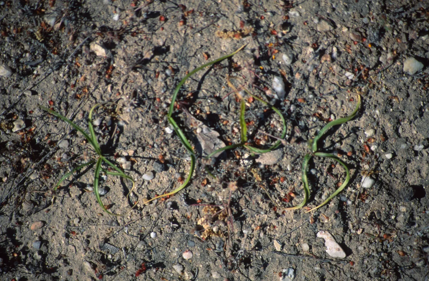 Chlorogalum purpureum purpureum