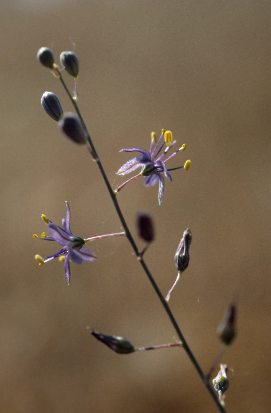 Chlorogalum purpureum purpureum